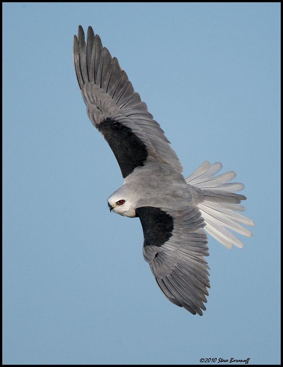 _0SB1776 white-tailed kite.jpg